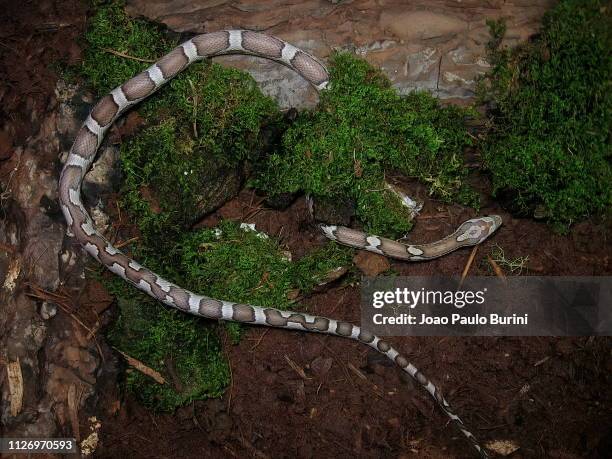 ghost corn snake on a natural terrarium - corn snake stockfoto's en -beelden
