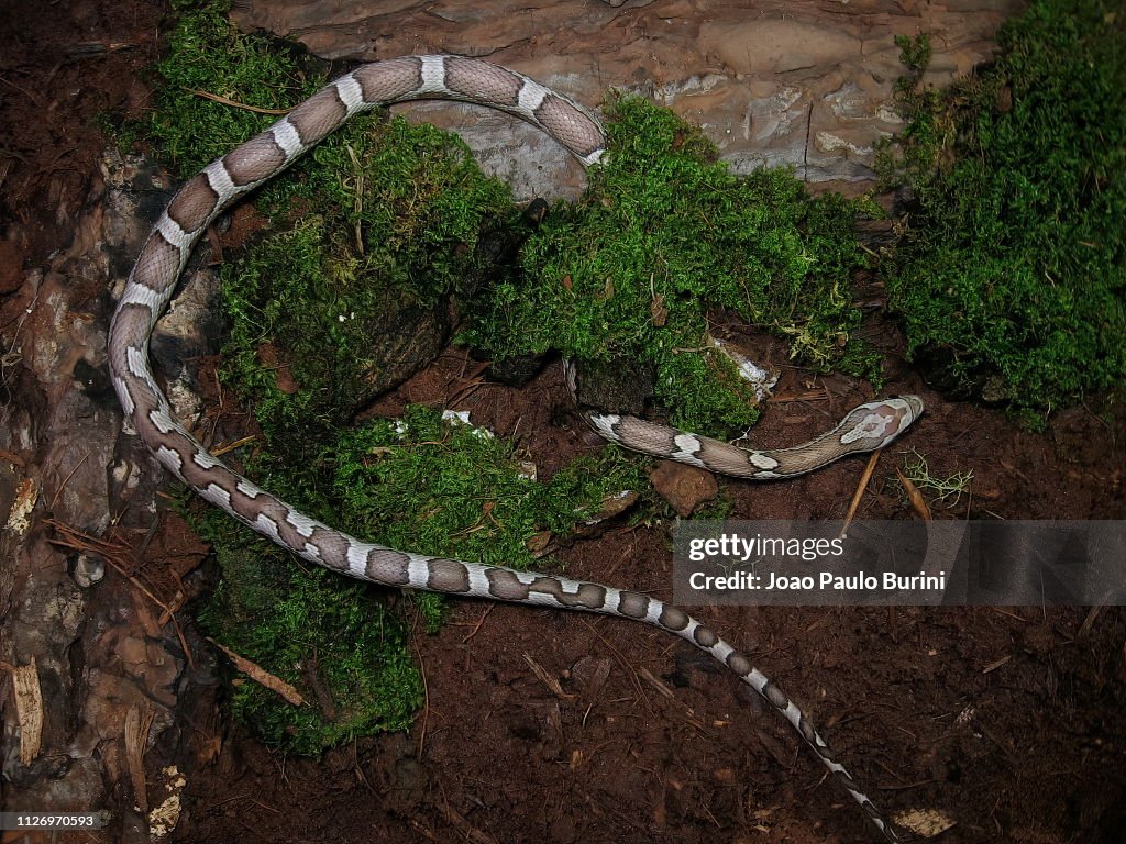Ghost corn snake on a natural terrarium