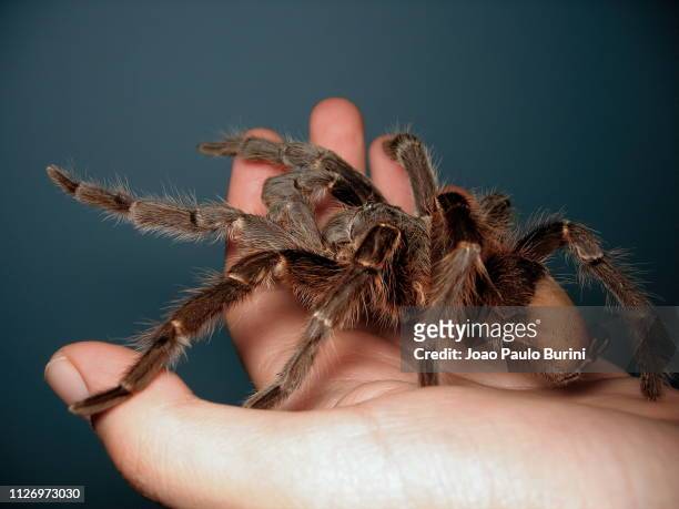 giant tarantula on hand - tarantula stockfoto's en -beelden