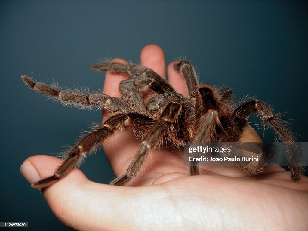 Giant Tarantula On Hand High-Res Stock Photo - Getty Images