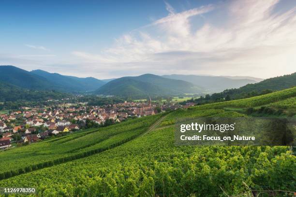 wijngaard tijdens zonsondergang (alsage) - dorp stockfoto's en -beelden