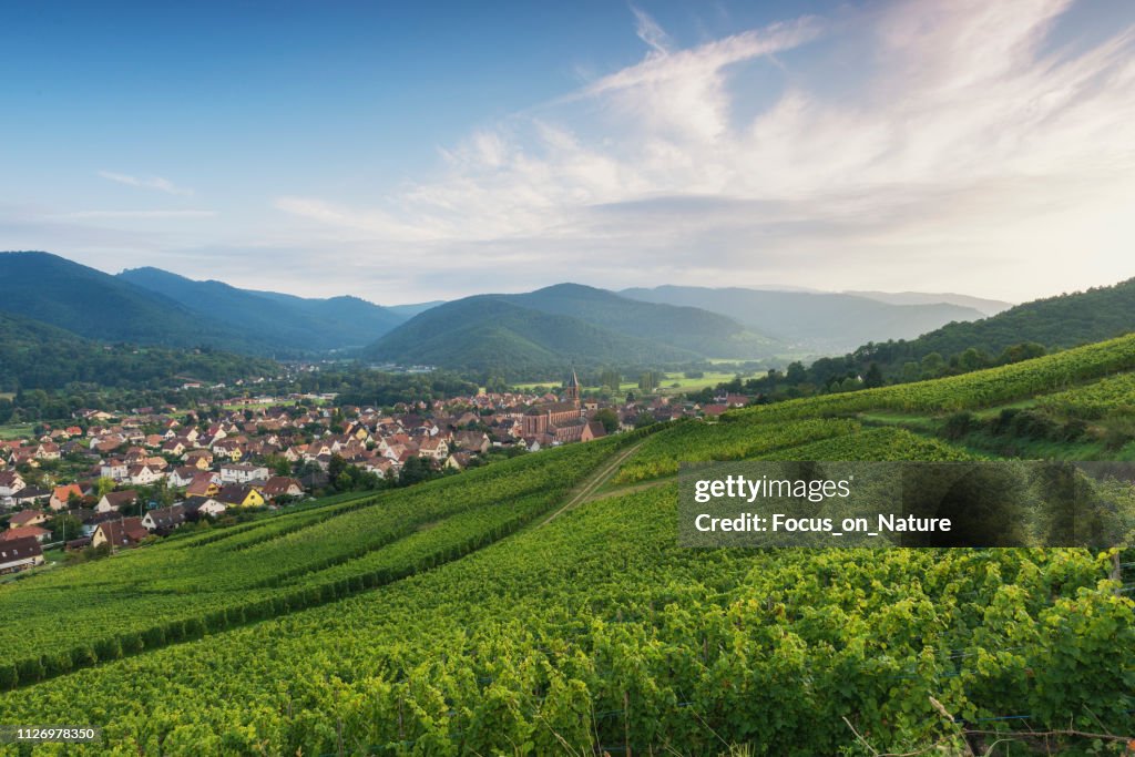 Vineyard during sunset (alsage)