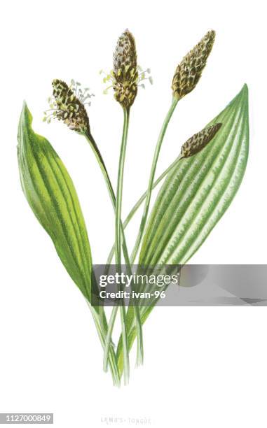 english plantain, ribleaf, lamb's tongue - plantago lanceolata stock illustrations