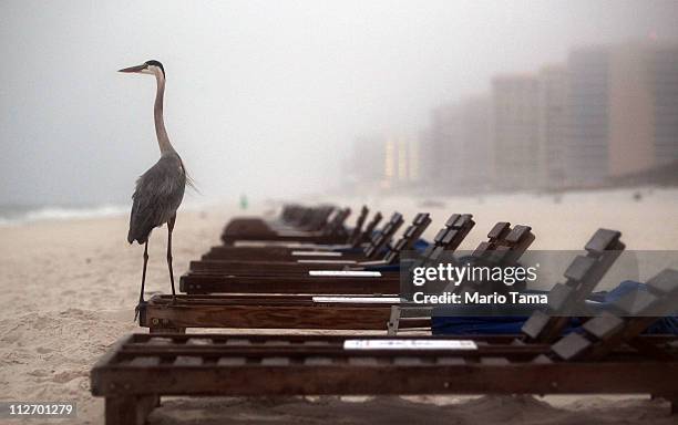 Crane stands on a beach chair at dawn on the one-year anniversary of the BP oil spill on April 20, 2011 in Orange Beach, Alabama. Orange Beach on the...