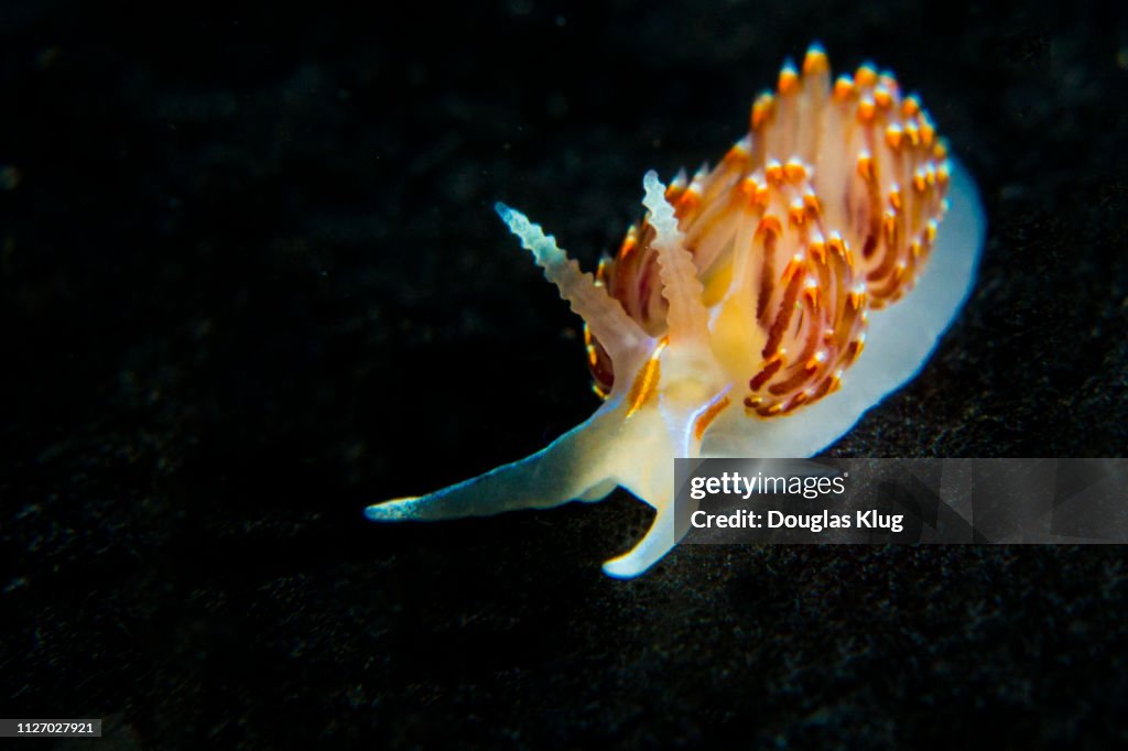Nudibranch11Mar16-18