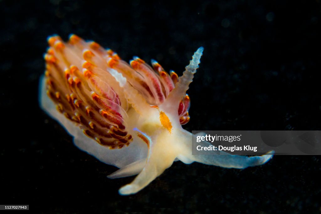 Nudibranch14Mar16-18