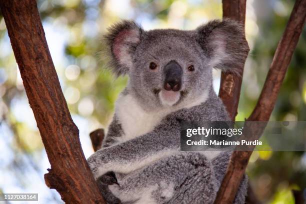 australian koala - koala eating stock pictures, royalty-free photos & images