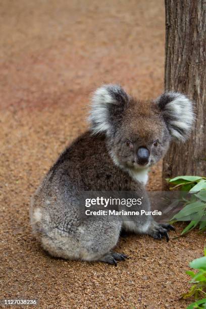 australian koala - koala eating stock-fotos und bilder