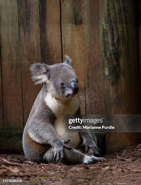 australian koala - koala eating stock pictures, royalty-free photos & images