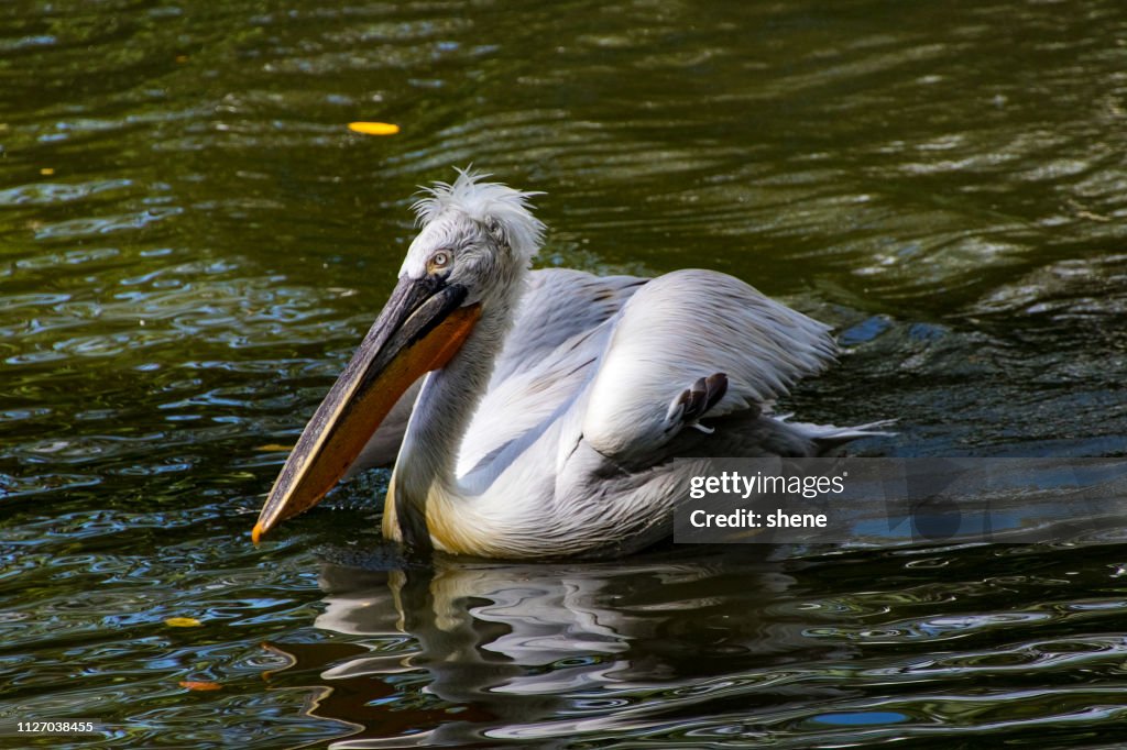 Pelican