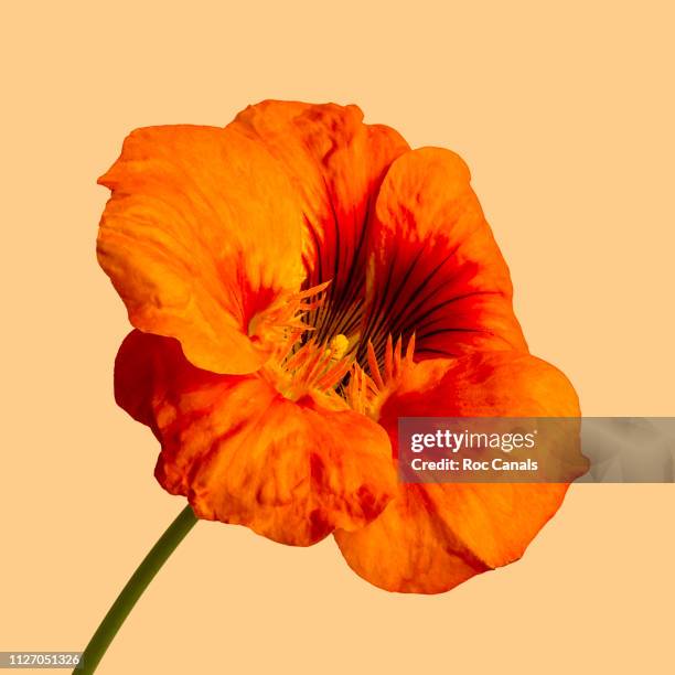 hibiscus - orange couleur photos et images de collection
