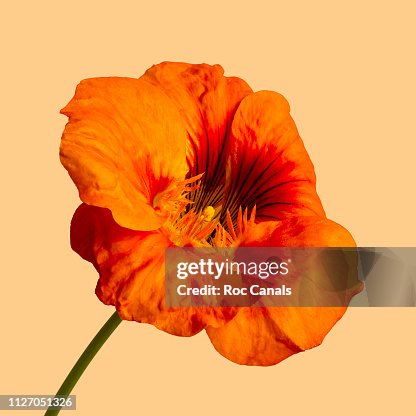 Hibiscus Hibiscus