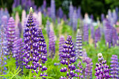 Wild lupines growing in Black Forest, Germany