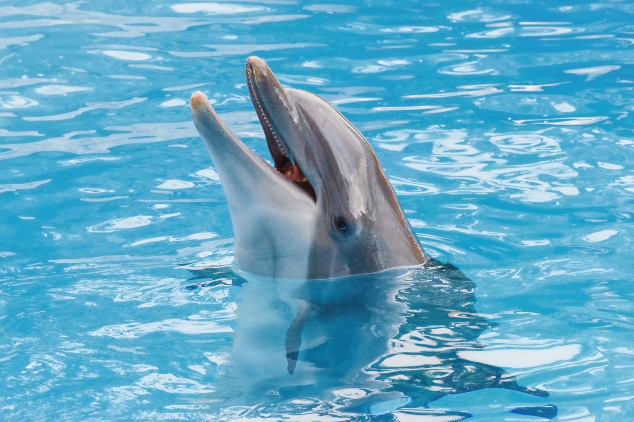 dolphin intelligence