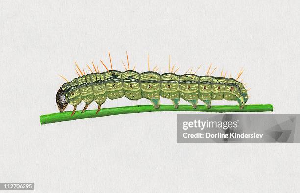 42 Bollworm Stock Photos High Res Pictures And Images Getty Images 42-bollworm-stock-photos-high-res-pictures-and-images-getty-images