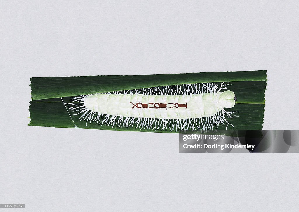 Illustration of white Giant Redeye (Gangara thyrsis) caterpillar on green leaf