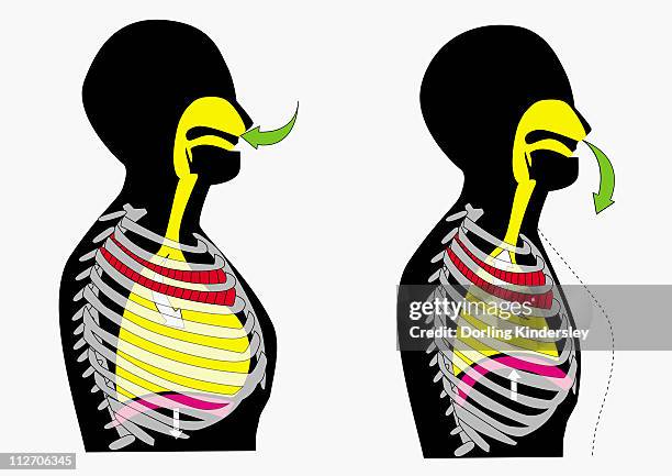 illustration of person inhaling and exhaling - exhaling stock illustrations