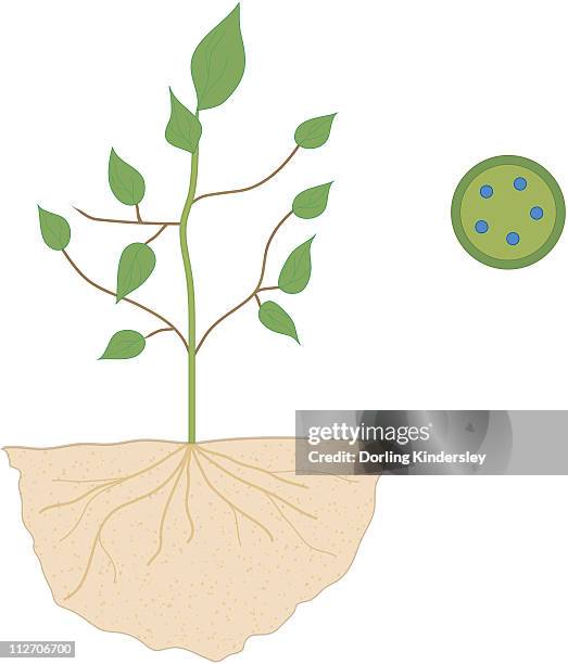 132 Plant Cross Section Roots High Res Illustrations - Getty Images