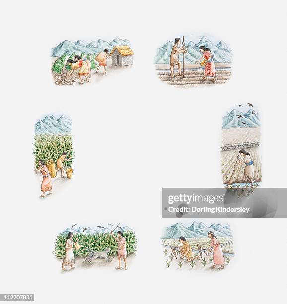 illustration of incas cultivating maize and potatoes, spring, summer, autumn and winter - inca stock-grafiken, -clipart, -cartoons und -symbole