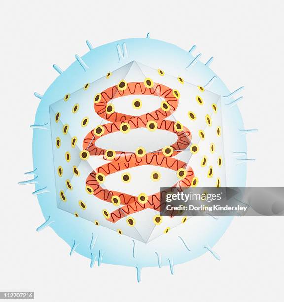 illustration of t4 bacteriophage virus - t4 bacteriophage stock illustrations