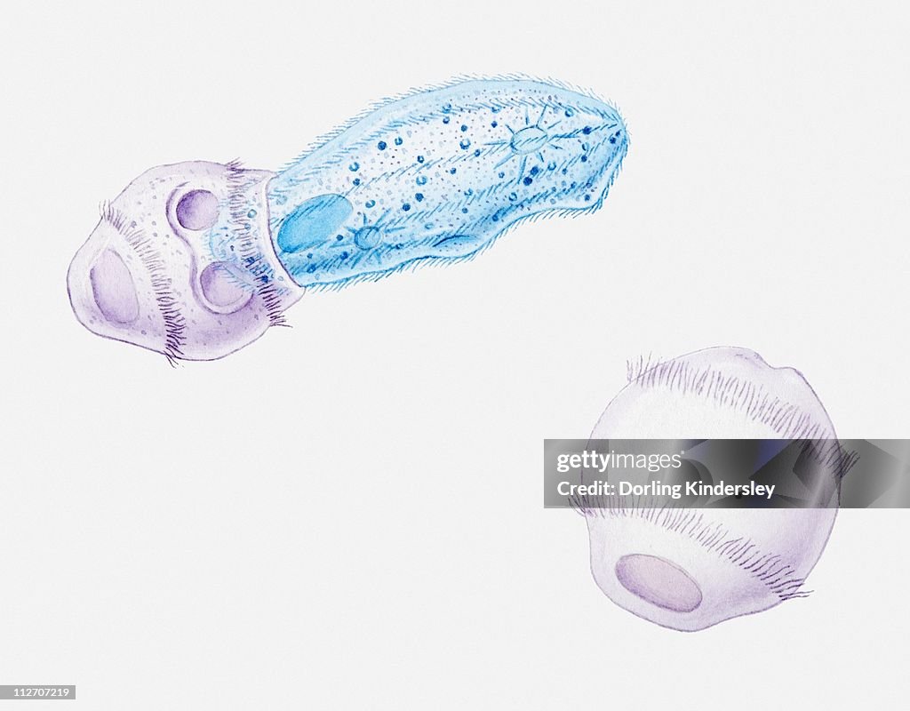 Illustration of Didinium on its own and swallowing a Paramecium