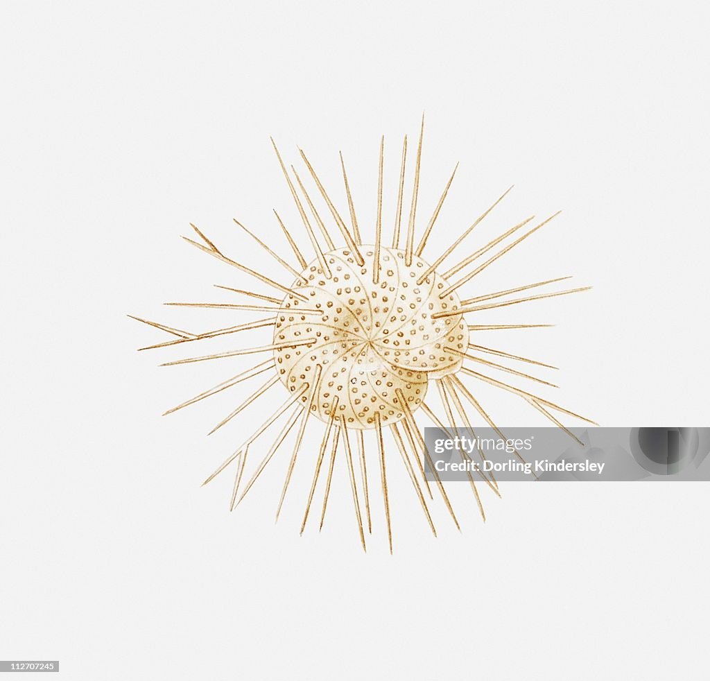 Illustration of foraminiferan shell