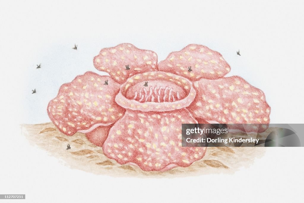 Illustration of Rafflesia flower attracting pollinating flies