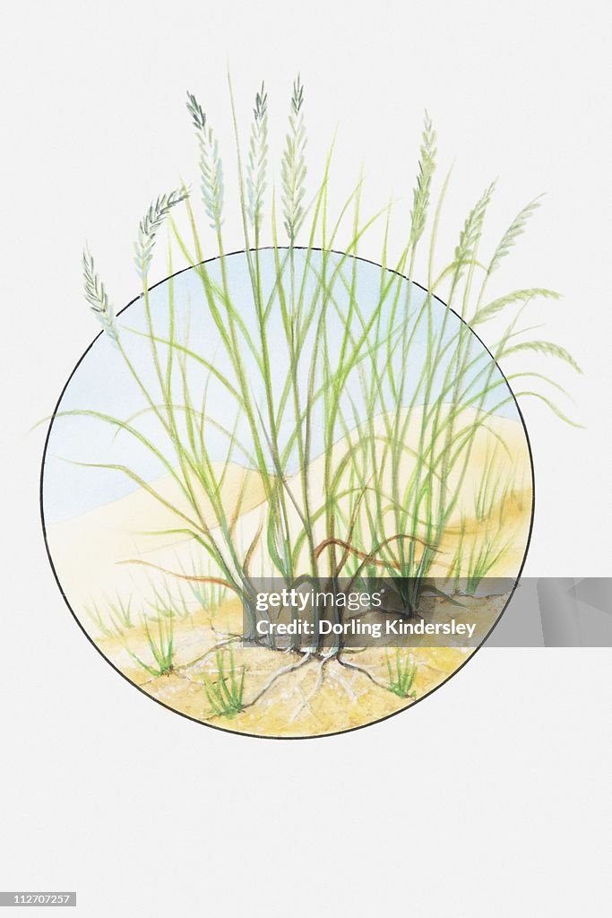 Illustration of Ammophila arenaria (Marram grass) growing in sand dune
