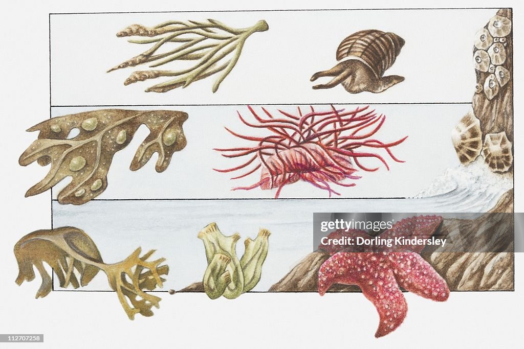 Illustration of animals living on the shore beneath beach surface, channelled wrack, rough periwinkle, acorn barnacle, bladder wrack, beadlet anemone, oarweed, sea squirt, scarlet starfish