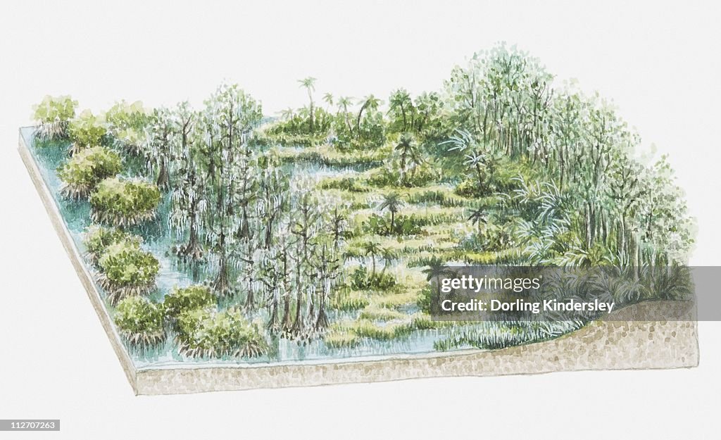 Illustration of swamp flora containing Taxodium distichum (Stunted bald cypress), sawgrass and mangroves