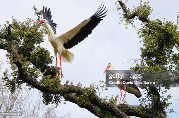 couple of white storks on tree - en búsqueda stock-fotos und bilder