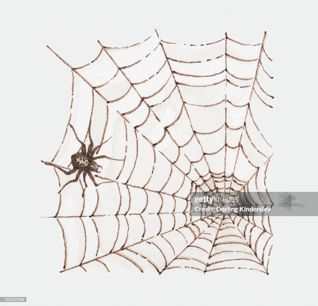 Illustration of spider and web