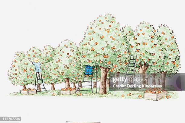 illustrazioni stock, clip art, cartoni animati e icone di tendenza di illustration of people picking ripe apples in orchard - mature adult