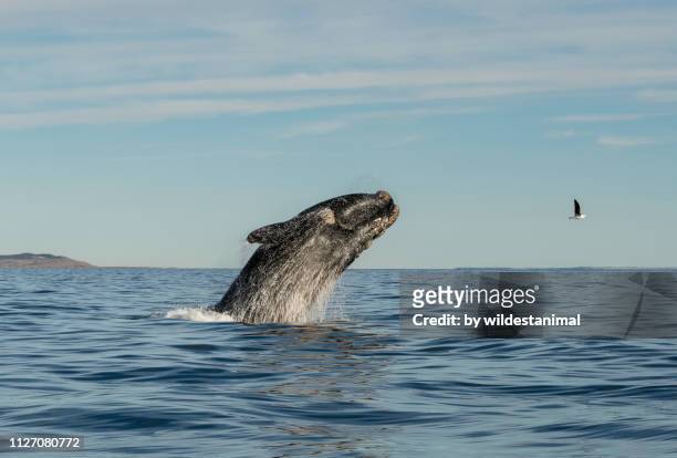 southern right whale breaching in the  nuevo gulf, valdes peninsula, during the calving and mating season for these whales. - southern right whale stock pictures, royalty-free photos & images