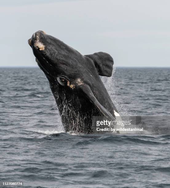 southern right whale breaching in the  nuevo gulf, valdes peninsula, during the calving and mating season for these whales. - southern right whale stockfoto's en -beelden