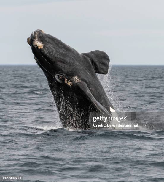 southern right whale breaching in the  nuevo gulf, valdes peninsula, during the calving and mating season for these whales. - southern right whale stock pictures, royalty-free photos & images