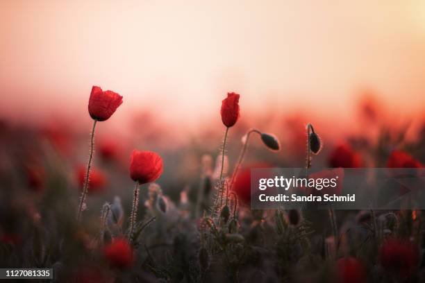 poppies at sunrise - wildblume ストックフォトと画像