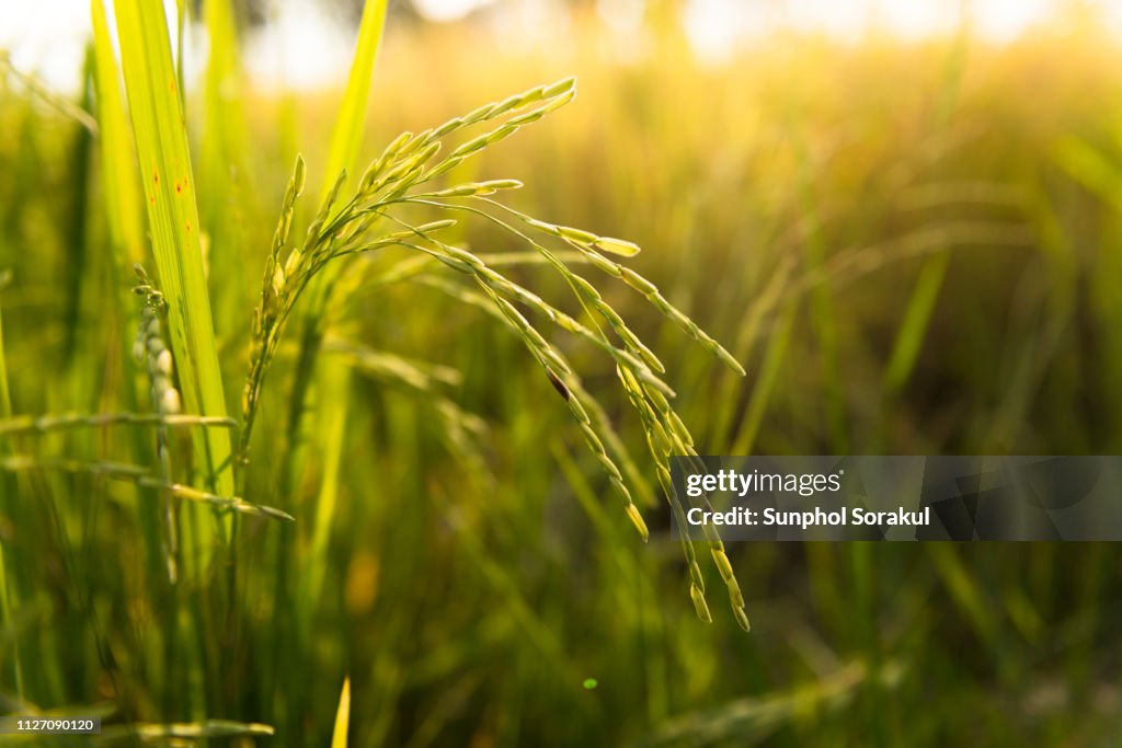 Close up of the ears of rice during the morning sun