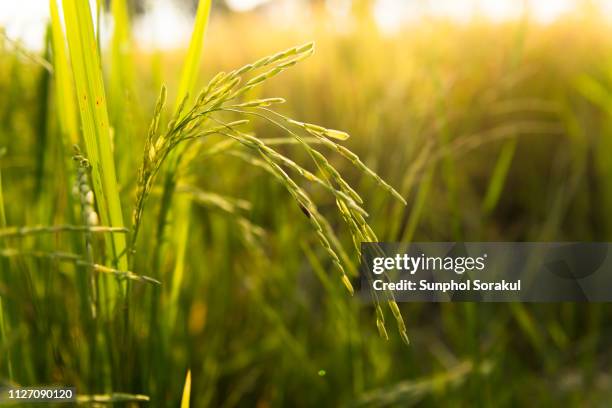 close up of the ears of rice during the morning sun - rice paddy stock pictures, royalty-free photos & images