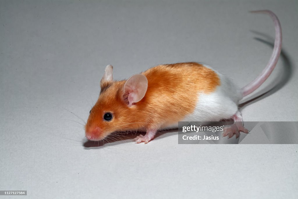 Mus musculus – house mouse