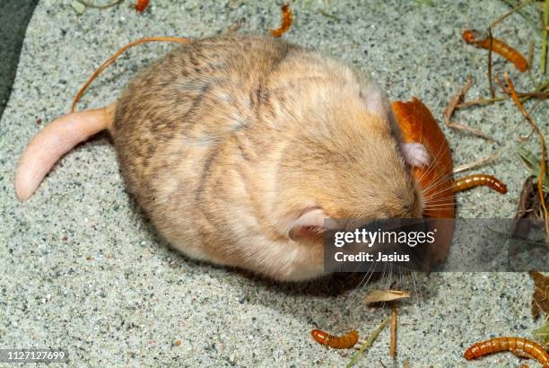 pachyuromys duprasi – fat-tailed gerbil mouse - mini mouse stock pictures, royalty-free photos & images