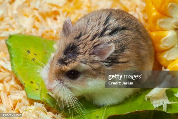 phodopus roborovskii – roborovski hamster - roborovski hamster stock pictures, royalty-free photos & images