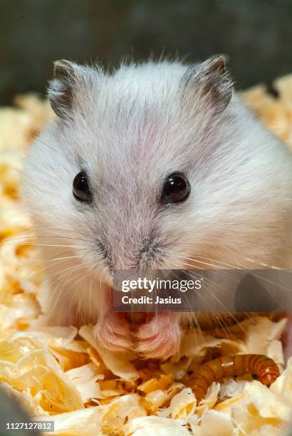 phodopus sungorus – winter white dwarf hamster - djungarian hamster stock pictures, royalty-free photos & images