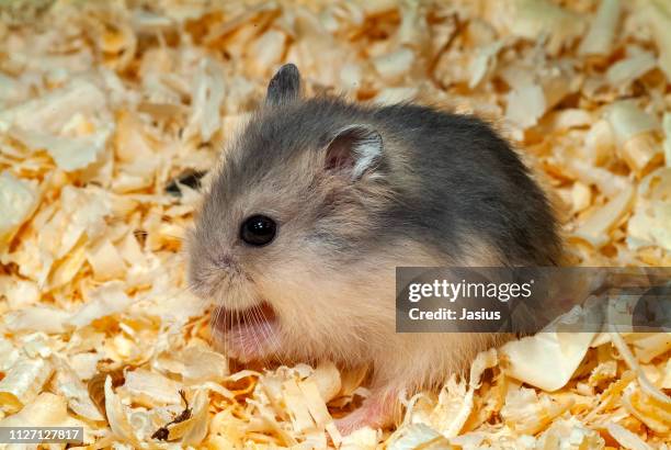 phodopus sungorus – winter white dwarf hamster - djungarian hamster stock pictures, royalty-free photos & images