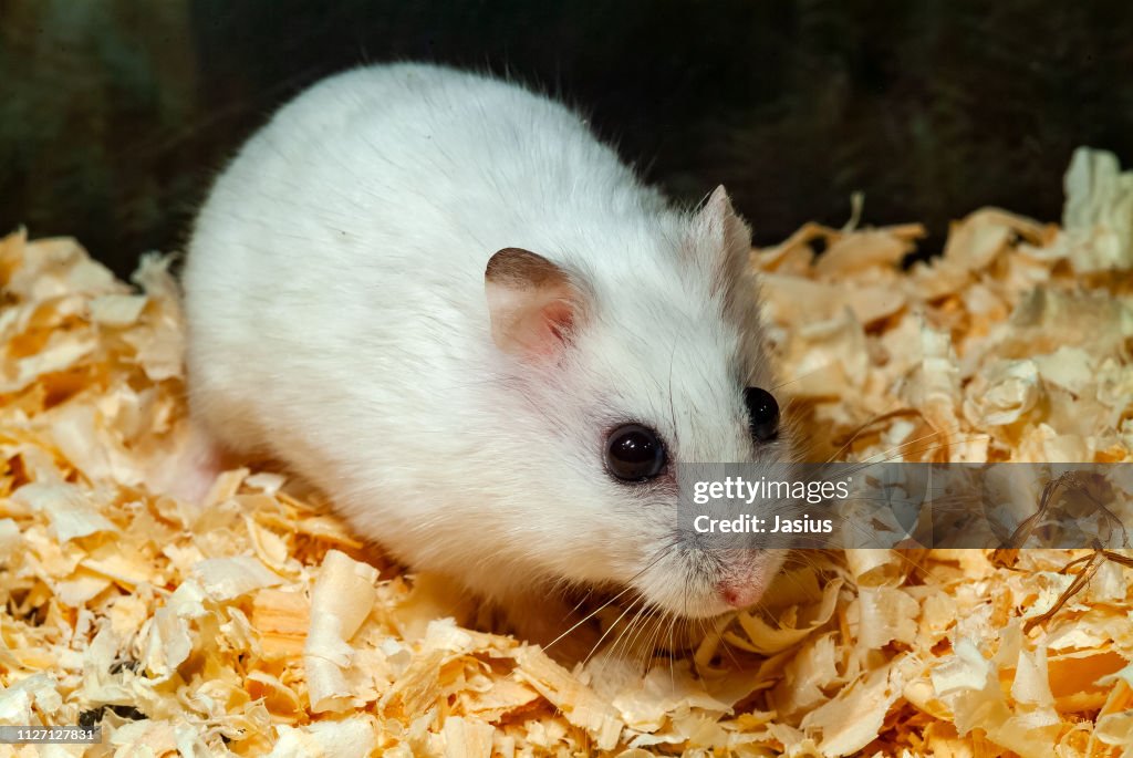 Phodopus sungorus – Winter white dwarf hamster
