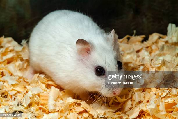 phodopus sungorus – winter white dwarf hamster - djungarian hamster stock pictures, royalty-free photos & images