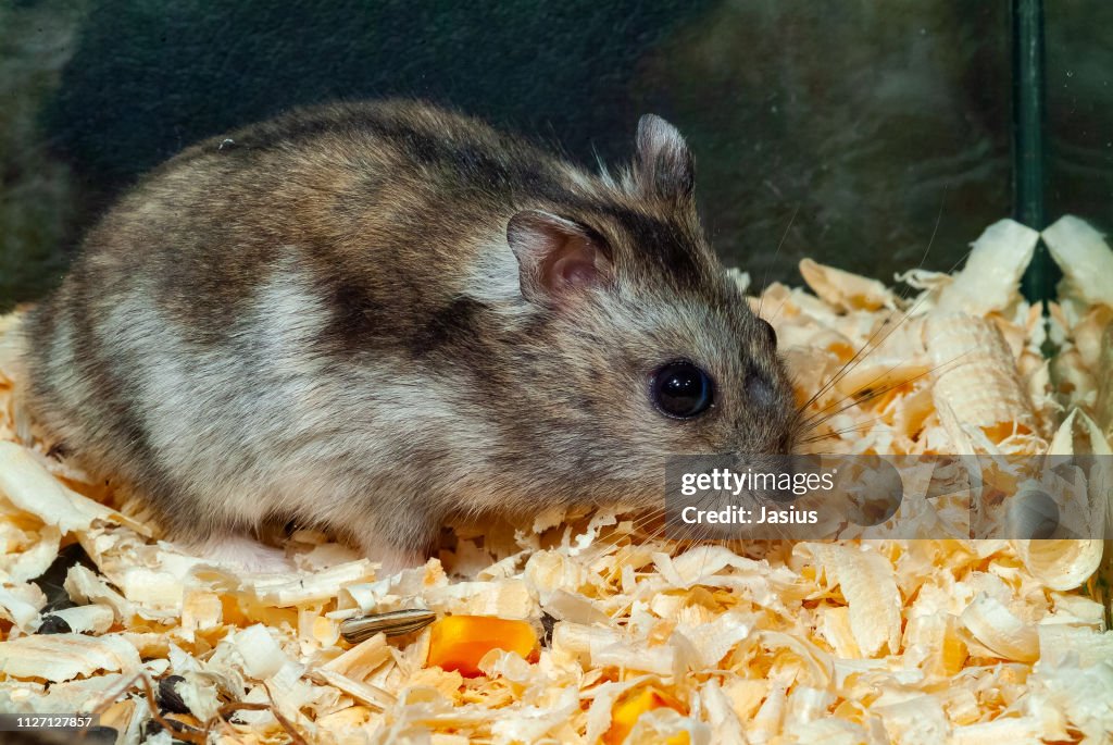 Phodopus sungorus – Winter white dwarf hamster