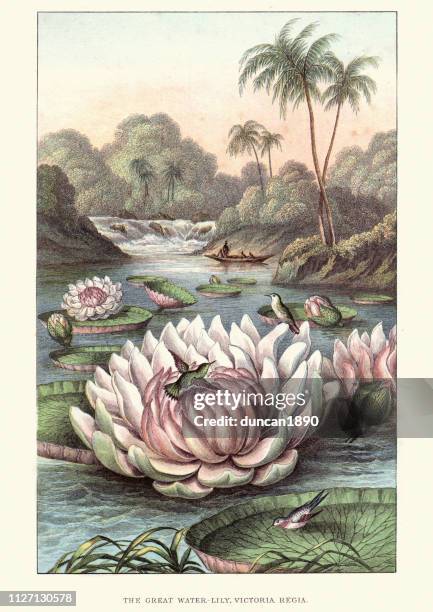 die große seerose, victoria amazonica, 19. jahrhundert - tropische blume stock-grafiken, -clipart, -cartoons und -symbole