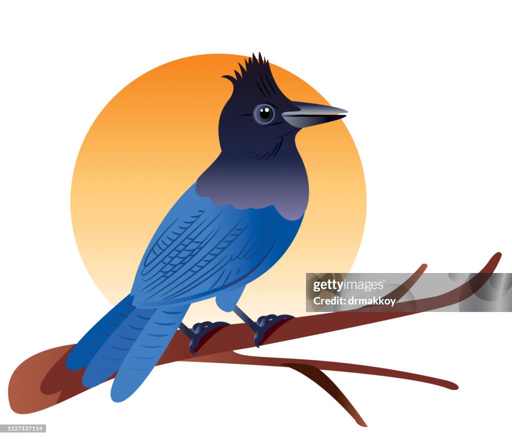 Steller’s jay