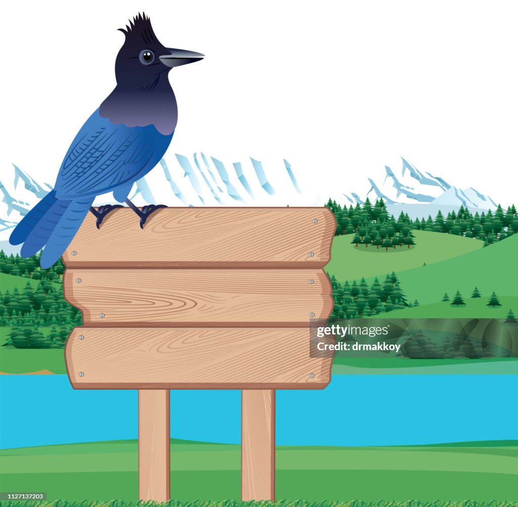 Steller’s jay and Mountain
